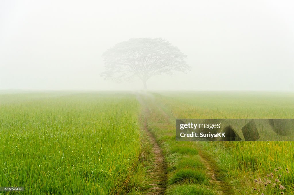 Road to big tree in the fog