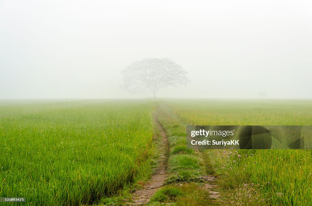 Estrada com grande árvore no Nevoeiro