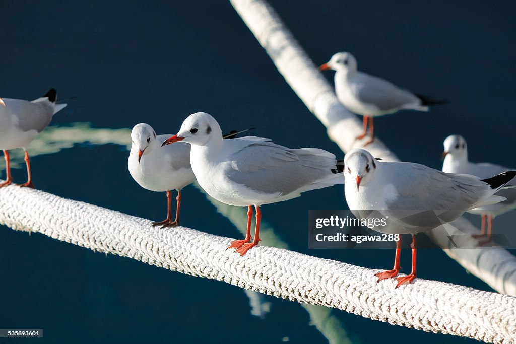 Group of gulls resting by the sea.