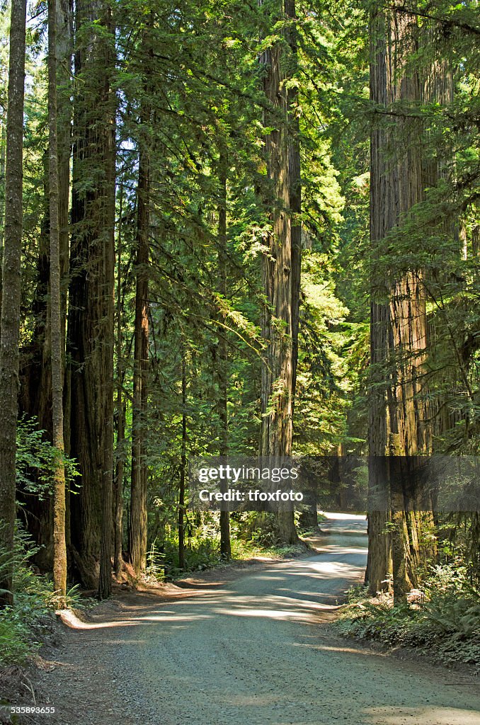 Redwoods