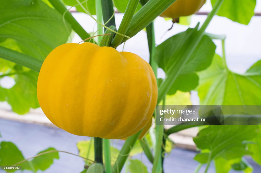 Pumpkins, gourds and squashes in a colorful assortment