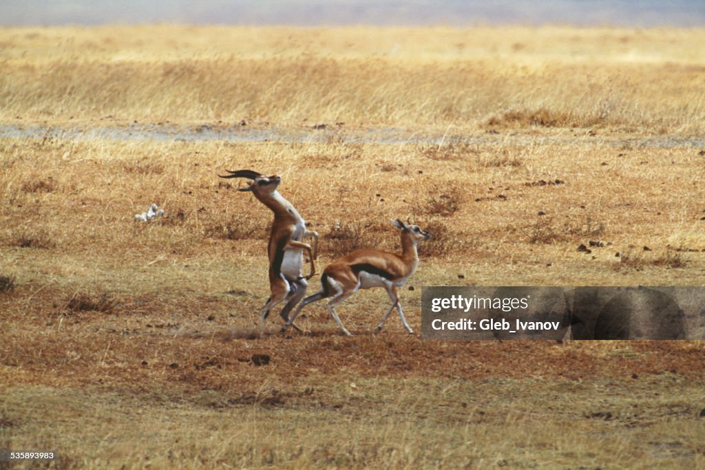 Impala