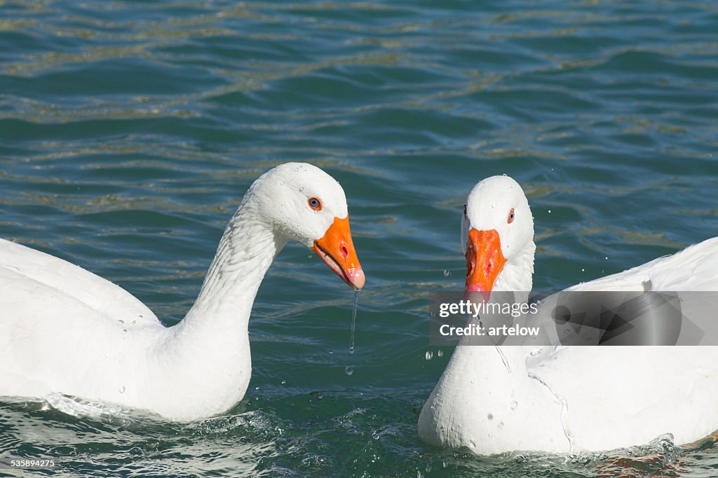 Two white geese on the lake