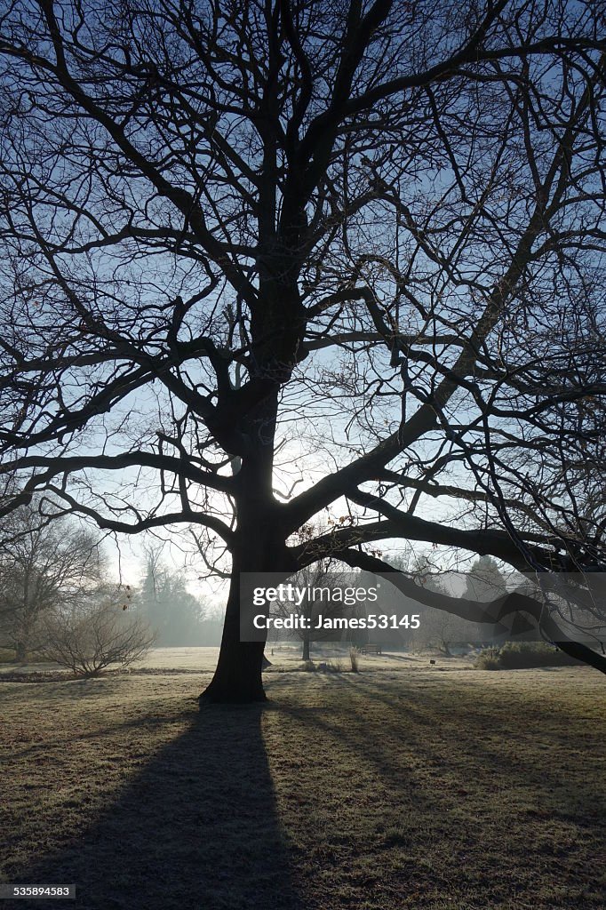 Tree Silhouette on Frosty Morning