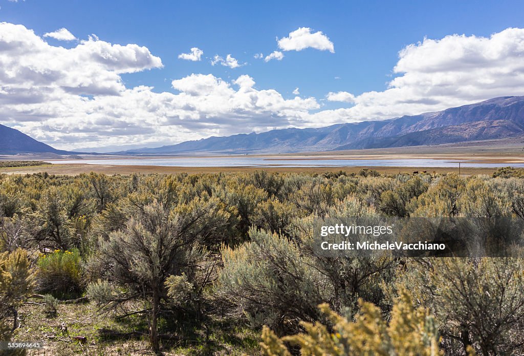 Wüsten-Beifuß auf dem US Highway 50 nahe Scipio Lake, Utah