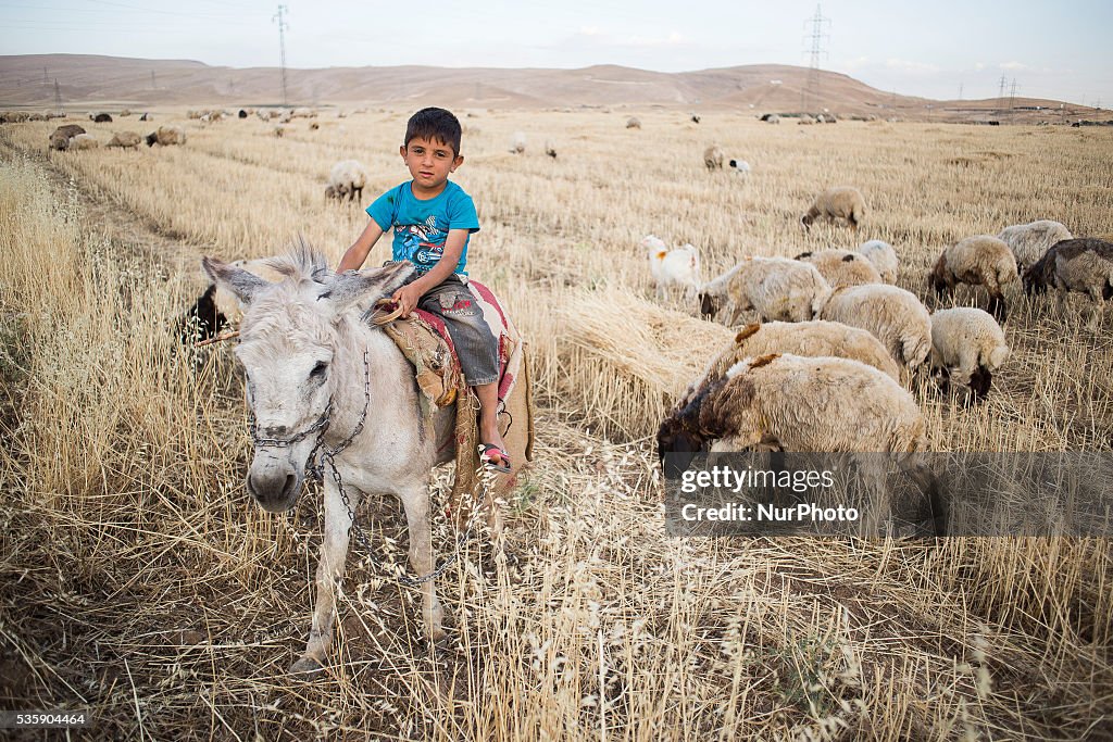 Boy graze sheeps in Kurdistan