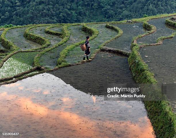 woman walking along rice terrace at sunset - minoría miao fotografías e imágenes de stock