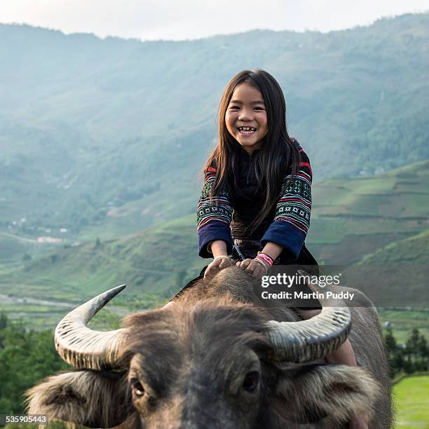 vietnam, young girl sitting on water buffalo - sa pa imagens e fotografias de stock