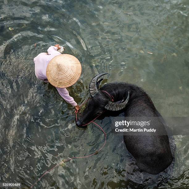 woman with water buffalo in small river - domestic water buffalo stock-fotos und bilder