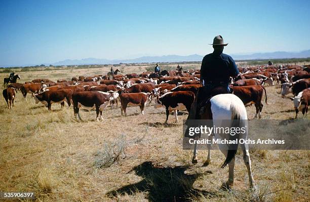 Montane Rinder 589 Montana Rancher Stock Photos, High-Res Pictures, and Images - Getty ...