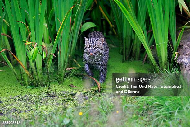 fishing cat - スナドリネコ ストックフォトと画像