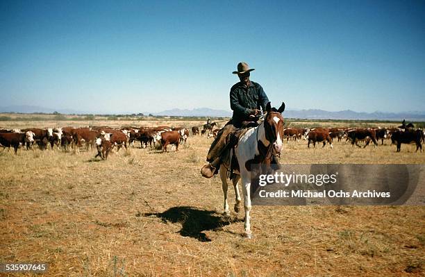 Montane Rinder 589 Montana Rancher Stock Photos, High-Res Pictures, and Images - Getty ...