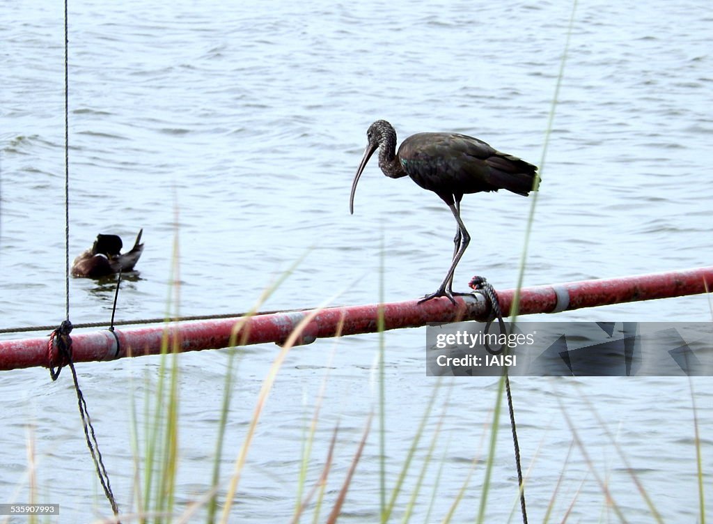 Glossy ibis looking at mallard duck grooming