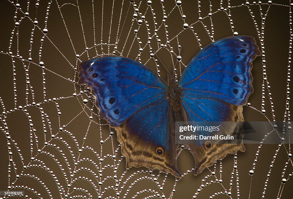 Blue butterfly salamis temora caught in spider web