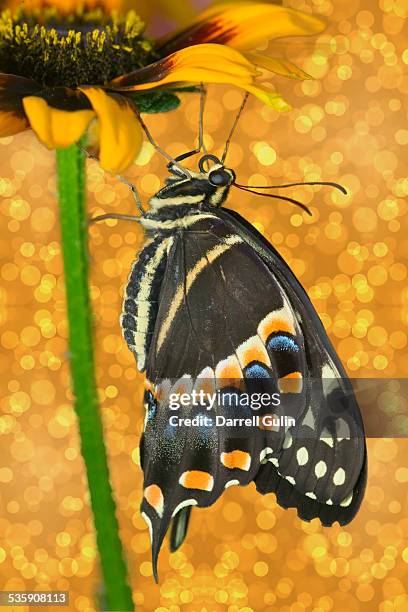 papilio palamedes swallowtail butterfly - palamedes swallowtail butterfly stock pictures, royalty-free photos & images