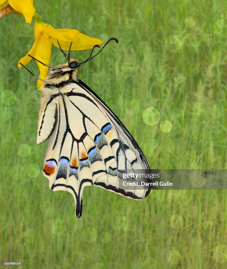 Old world swallowtail butterfly