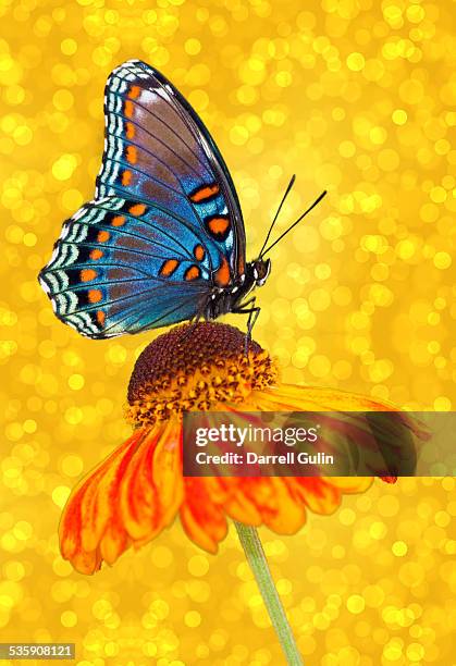 red-spotted purple butterfly on sneeze weed - bright colour stock pictures, royalty-free photos & images