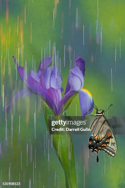 Spring Rains Butterfly Butterflies In The Rain Photos and Premium High Res Pictures - Getty Images