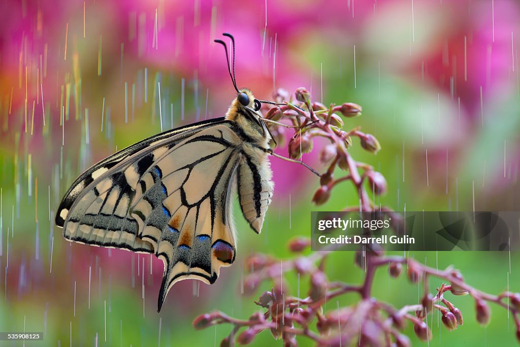 Rain on old world swallowtail butterfly