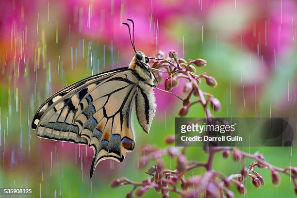 Rain on old world swallowtail butterfly