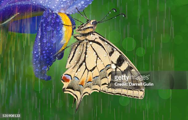 old world swallowtail butterfly - iris plant stock pictures, royalty-free photos & images