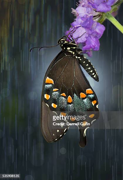 spicebush swallowtail butterfly in rain showers - spice swallowtail butterfly stock pictures, royalty-free photos & images