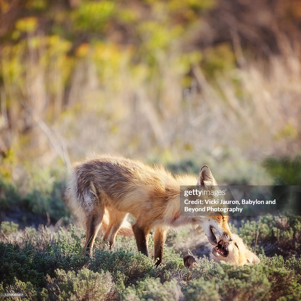 Mom Fox and Kit at Play on Fire Island