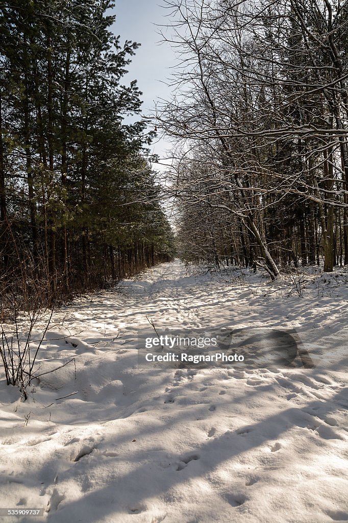 Forest in winter