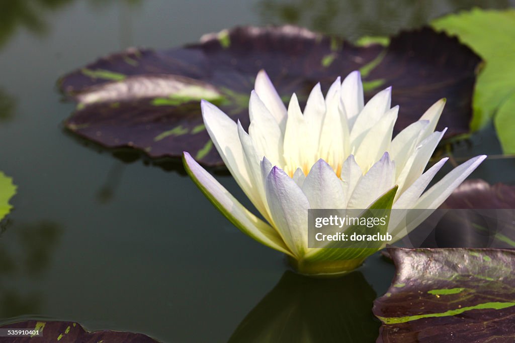 Waterlily or Lotus Flower in pond.