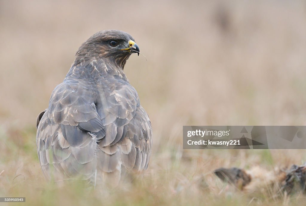 Common buzzards