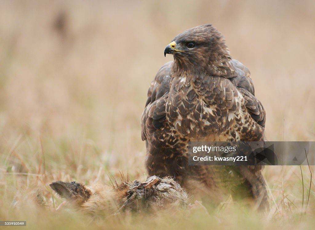 Common buzzards