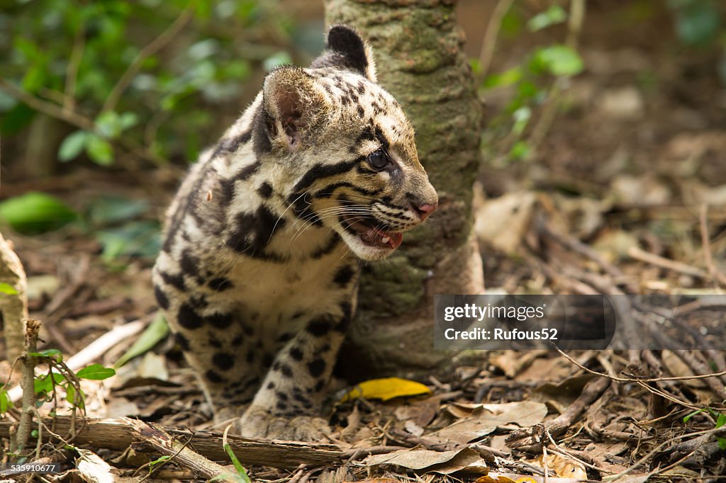 Clouded Leopard (Neofelis Nebulosa)