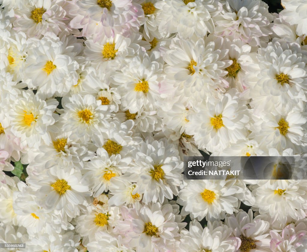 Chrysanthemum