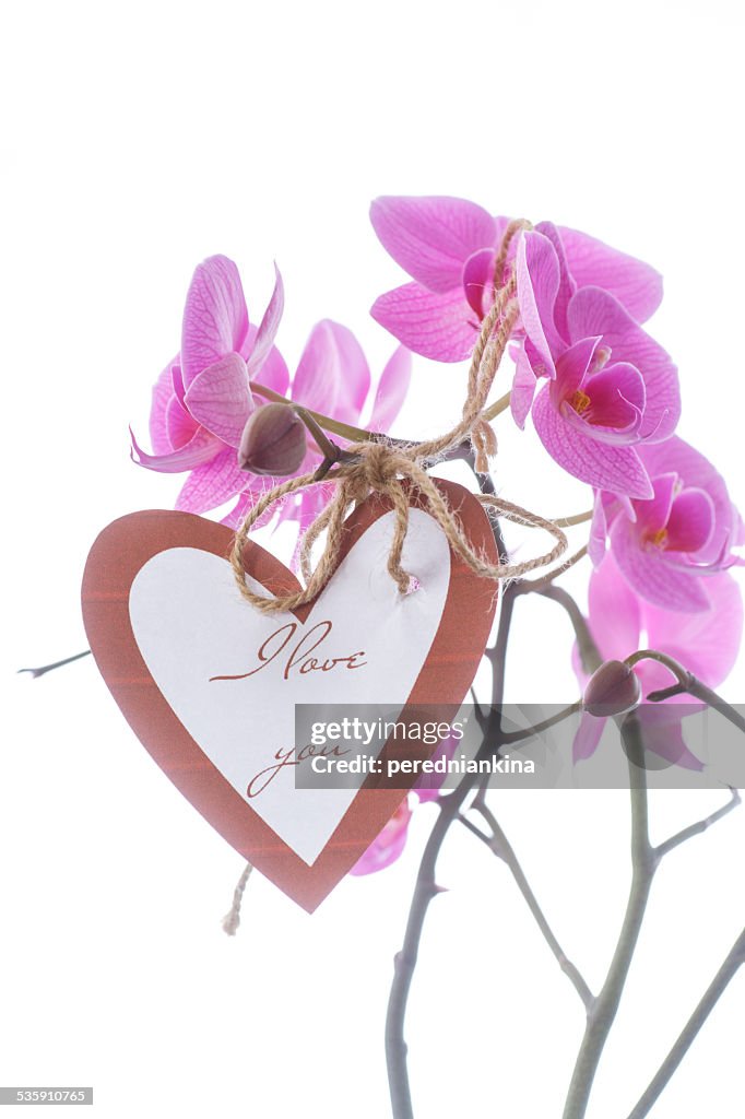 Bela roxo phalaenopsis Flores