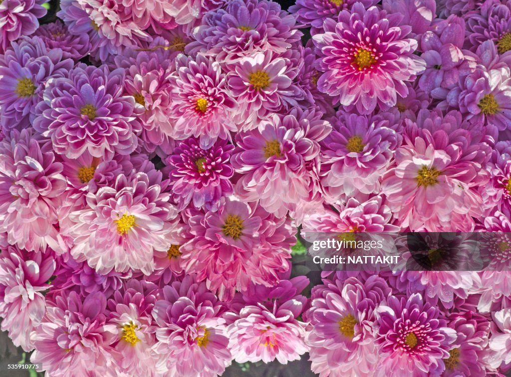 Chrysanthemum