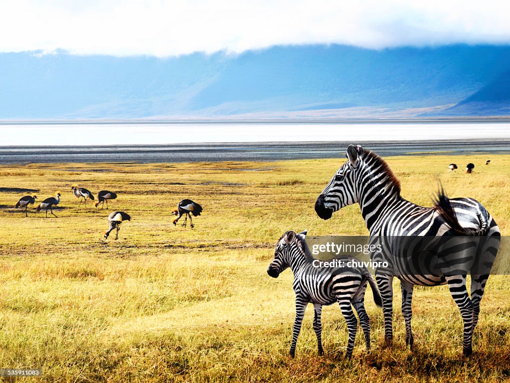 Zebras of Ngorongoro