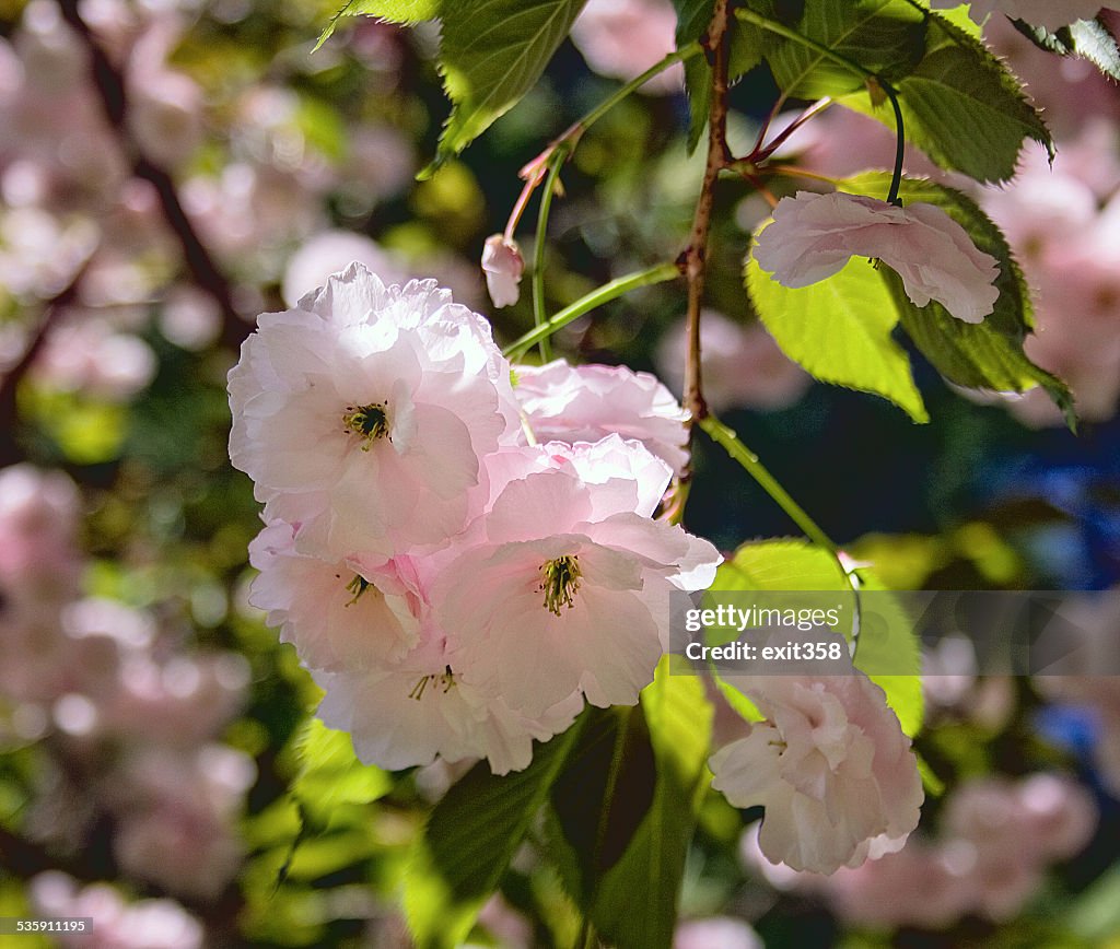 日本の桜の花