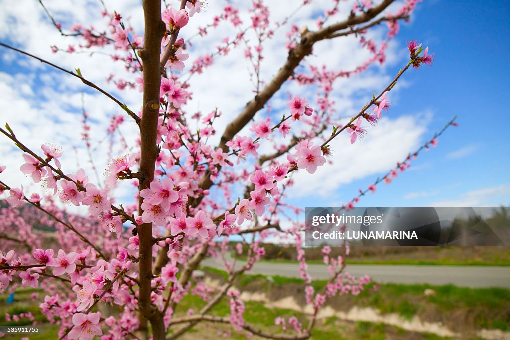 Spring Mandelbaum Blumen in Sierra de Espadan Castellon