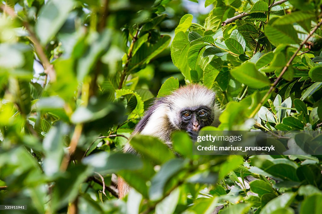 Endangered Zanzibar red colobus monkey (Procolobus kirkii), Joza