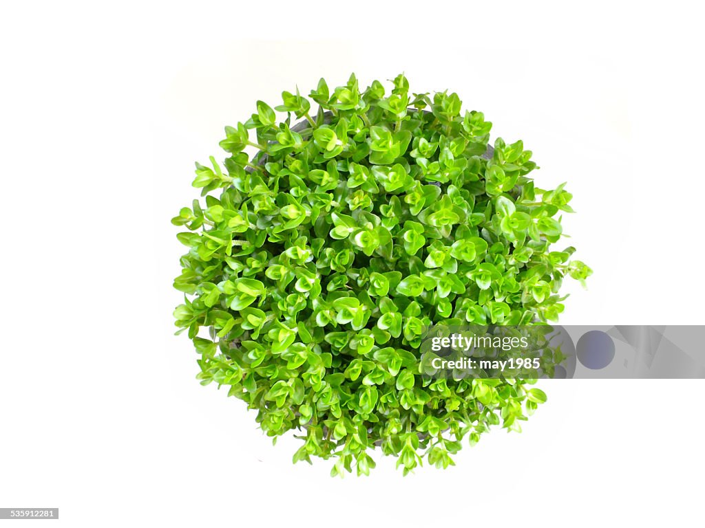 Green plant isolated on a white background