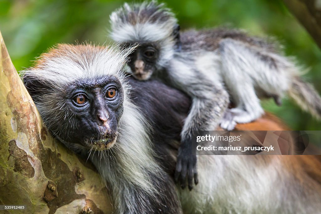 Endangered Zanzibar red colobus monkey (Procolobus kirkii), Joza