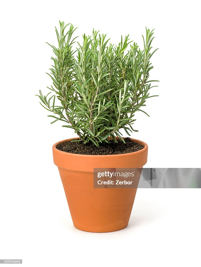 Rosemary in a clay pot