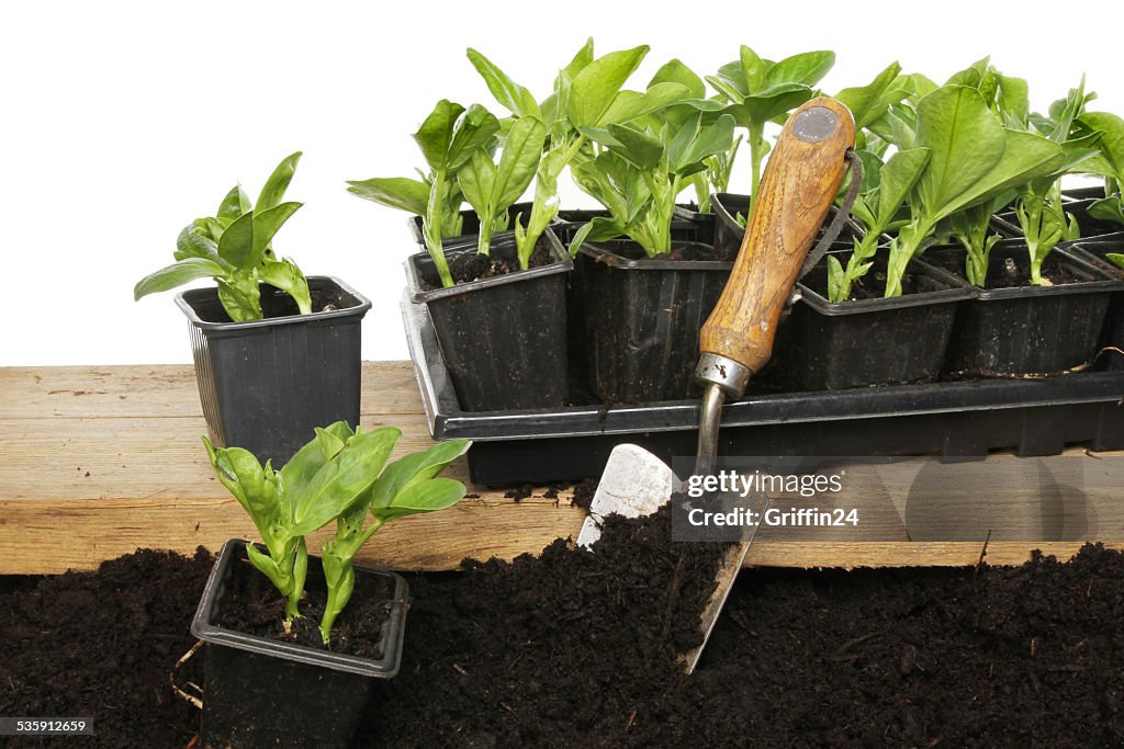 Broad bean plants