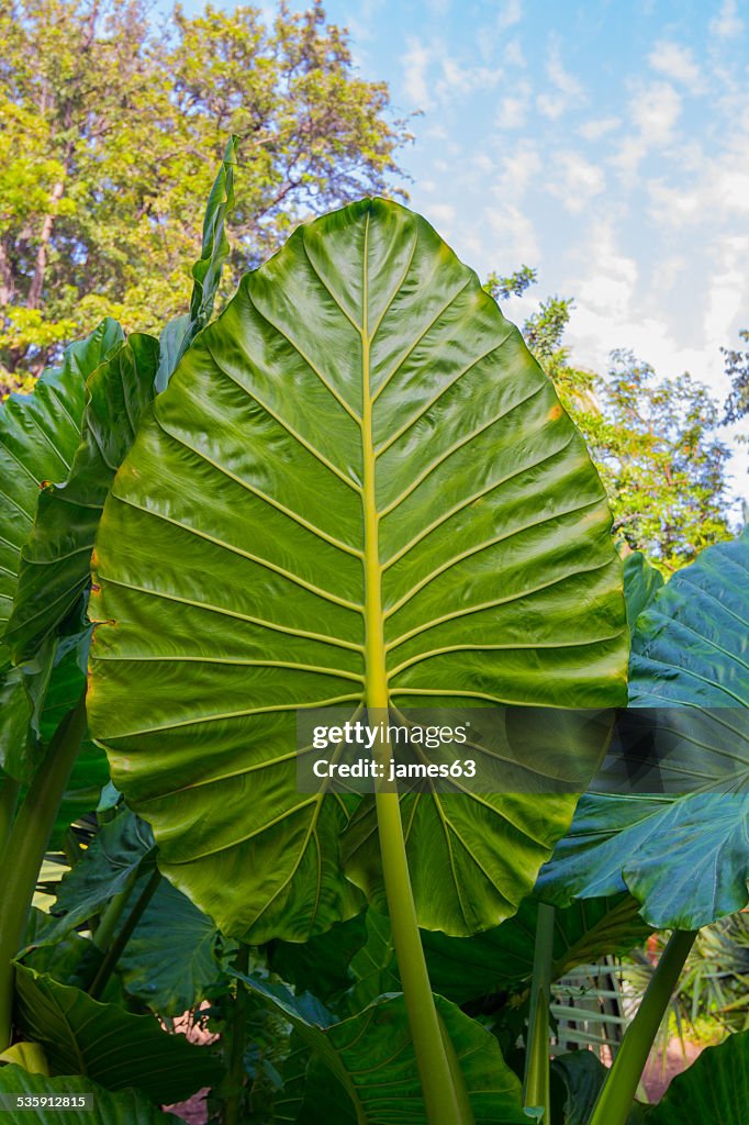 Giant Taroblätter (Alocasia)