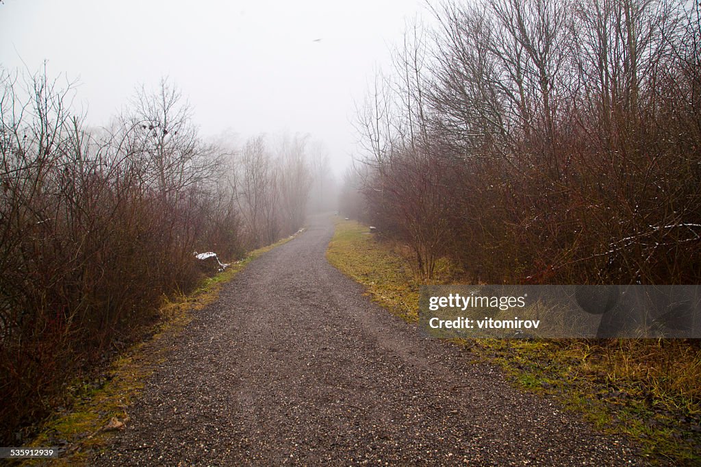 Road in forest