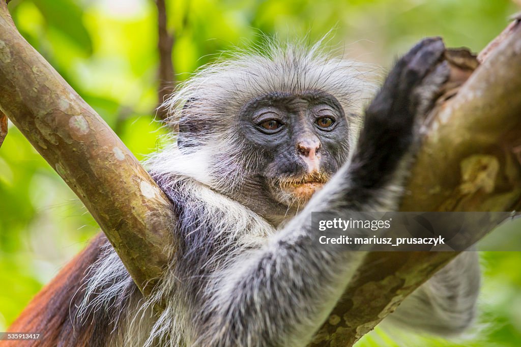 Pericolo Zanzibar Colobo rosso (Procolobus kirkii), Joza