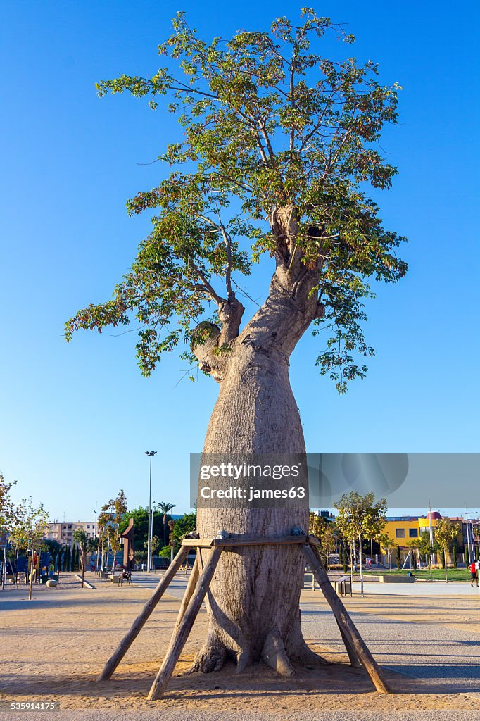 Arbre Baoba avec soutien (Adansonia digitata)