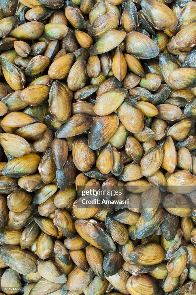 Mytilus edulis (The common or edible mussel) living on rocks