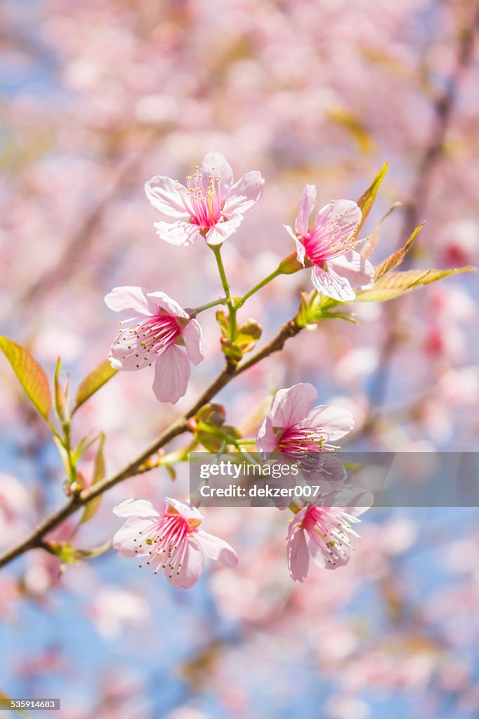 Pink sakura blossoms