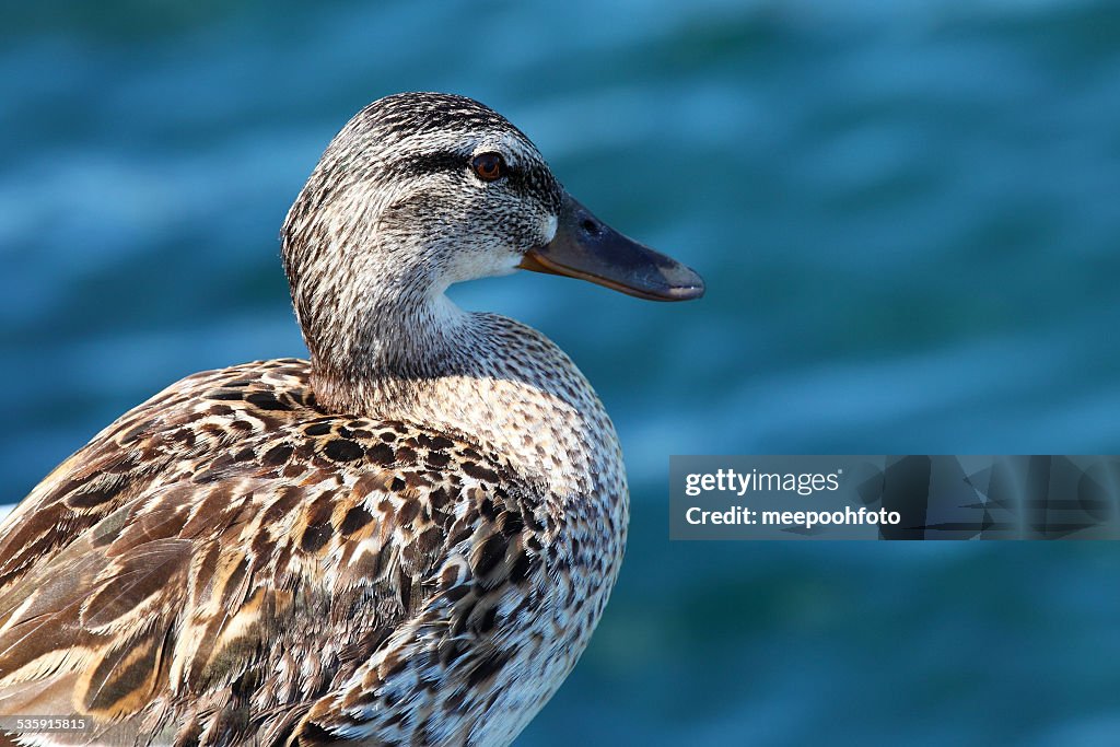 Ente auf See Hintergrund in der Schweiz